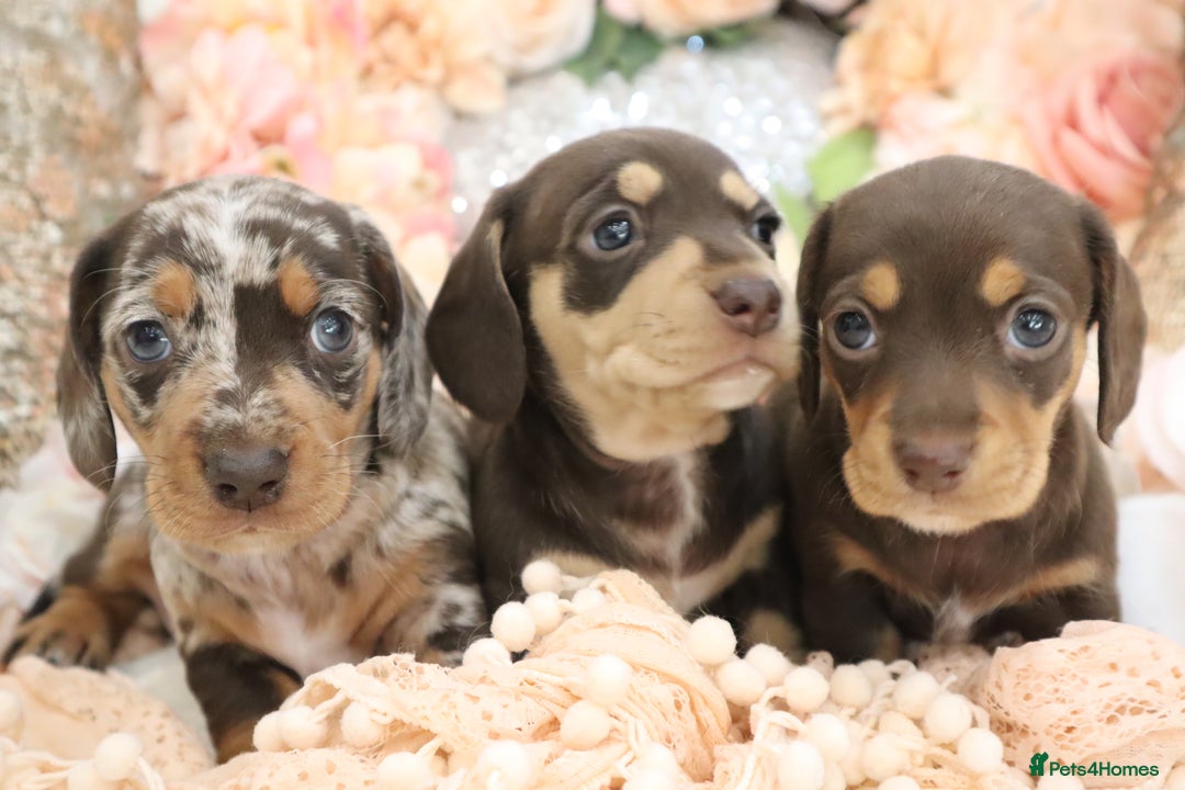 Miniature Dachshund dogs for sale: KC Registered Miniature Dachshund Puppies - Image 18