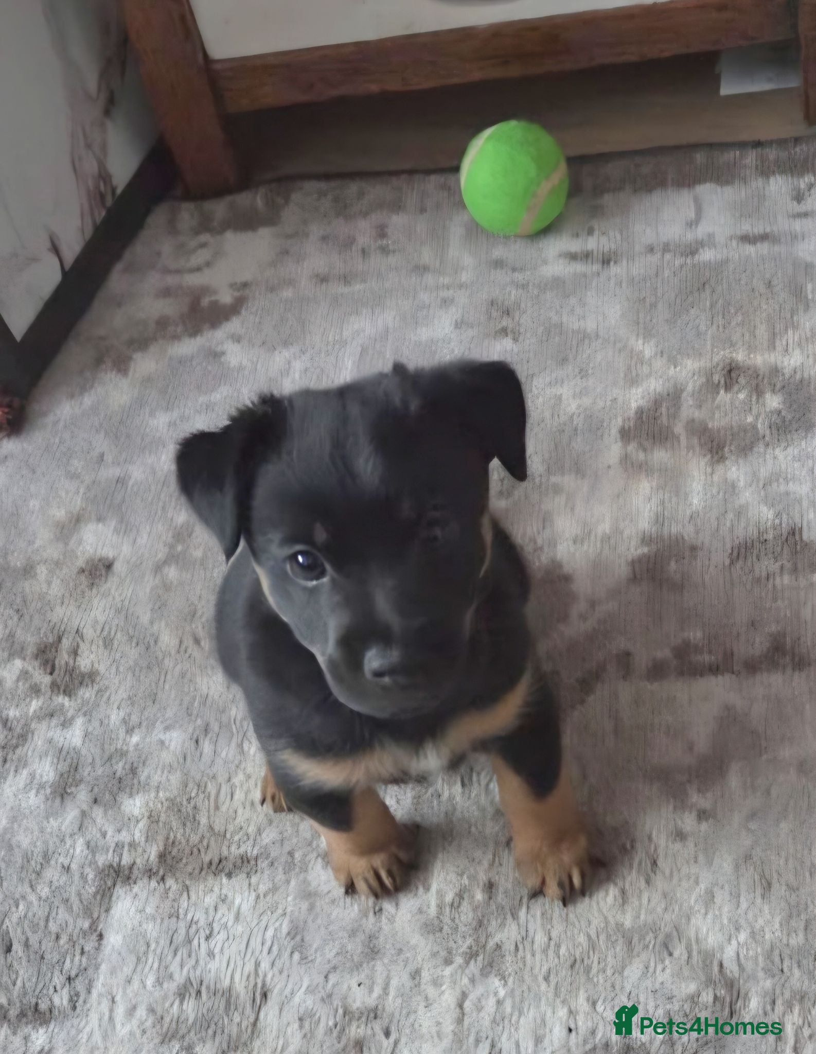 Jack Russell dogs Only 1 boy left Jack Russell puppy  - Advert 10