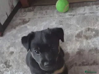 Jack Russell dogs Only 1 boy left Jack Russell puppy - Advert 2