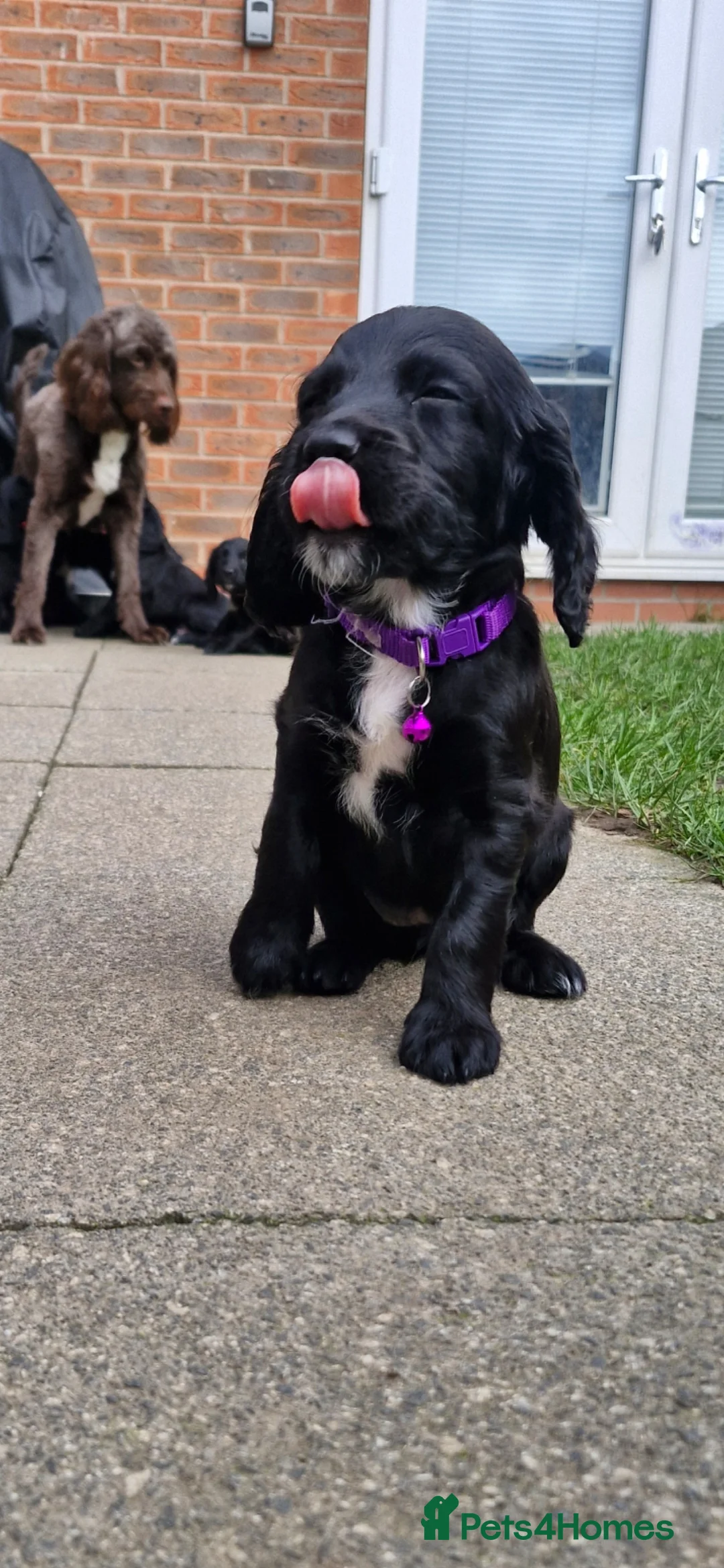 Sproodle dogs for sale: Sproodle f1b puppies - Advert 7
