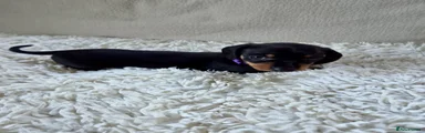 Miniature Dachshund 2