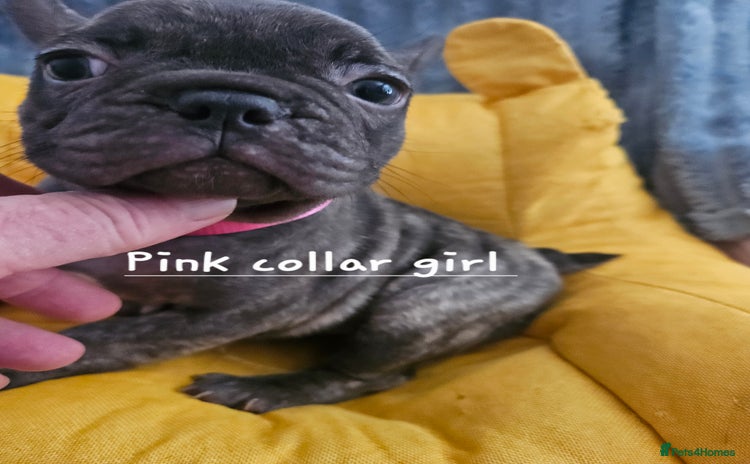 French Bulldog dogs - Advert 1