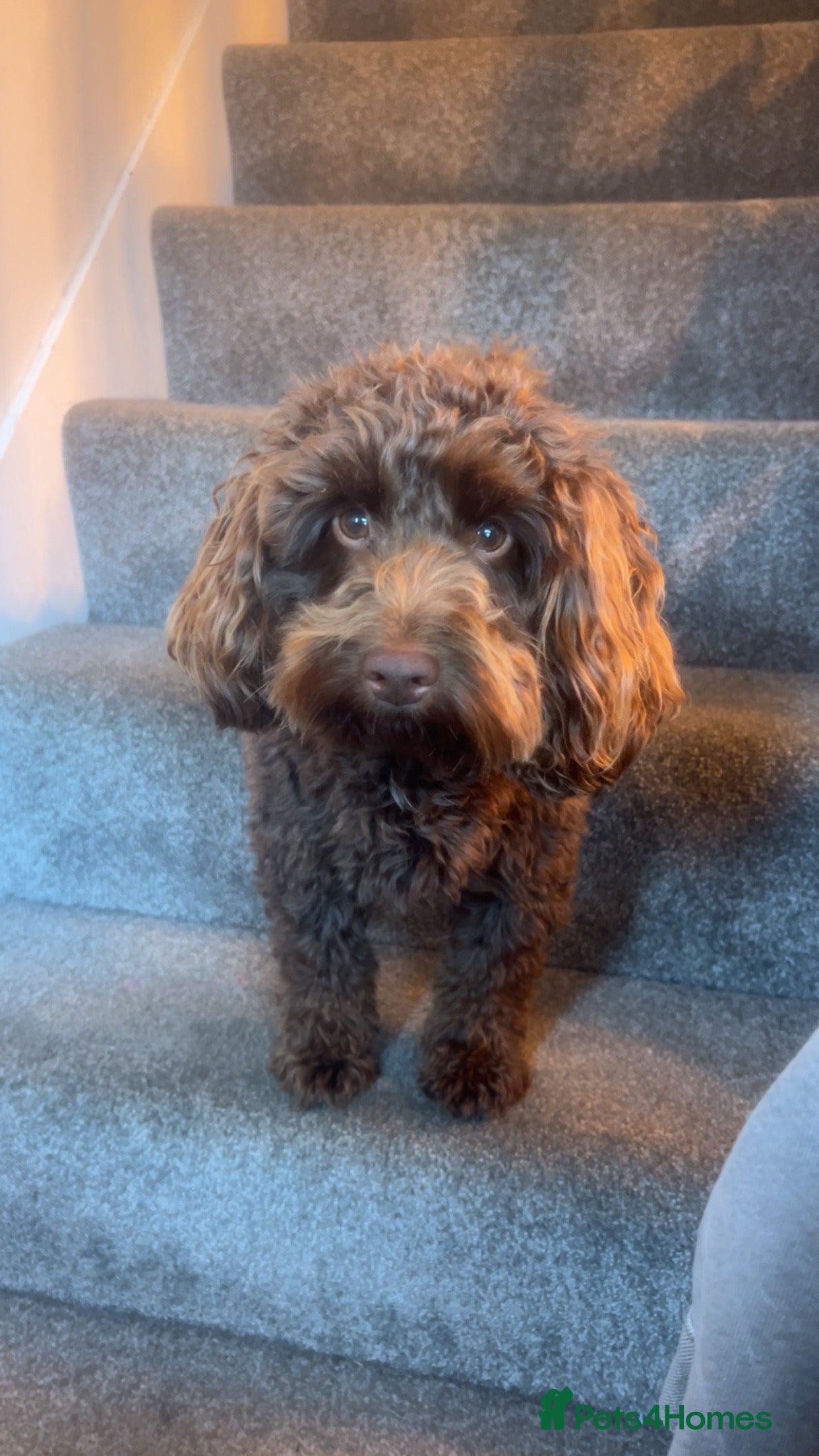 Cockapoo dogs 🍪 COOKIE. FOR STUD  - Advert 9