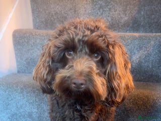 Cockapoo dogs 🍪 COOKIE. FOR STUD - Advert 10