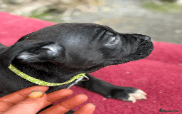 Cane Corso dogs for sale: 9 Beautiful Cane Corso Puppies for sale  - Image 8
