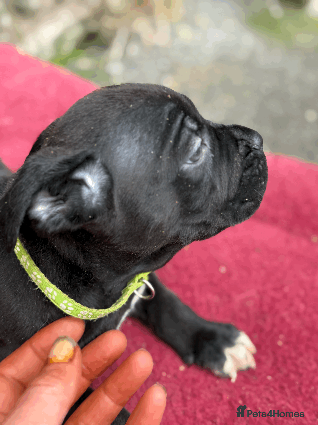 Cane Corso dogs for sale: 9 Beautiful Cane Corso Puppies for sale  - Image 8