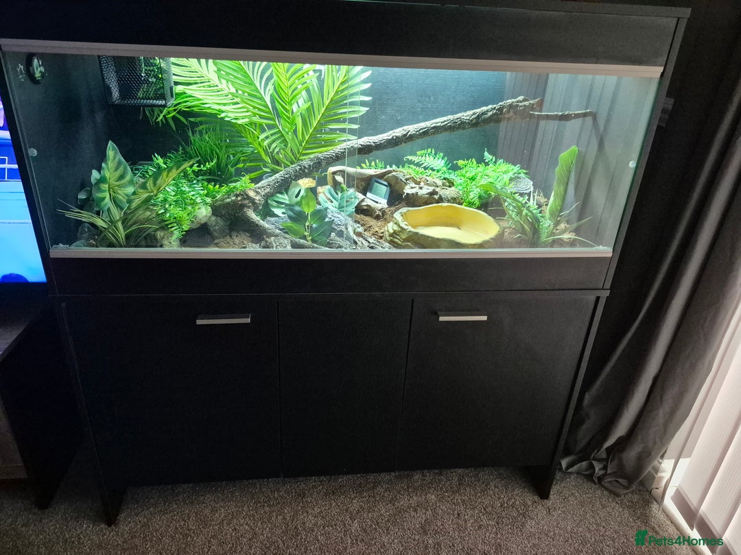 Python Snake reptiles for sale: Ball/Royal Python(Fire Spotnose Het Clown)for sale - Image 3