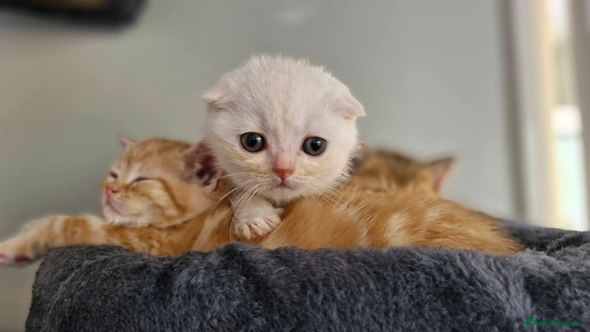 Scottish Fold cats Scottish Fold Kittens READY FOR NEW HOMES  - Advert 18