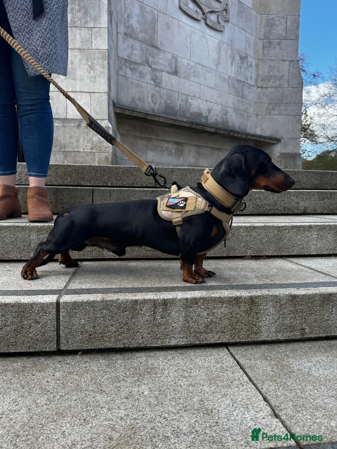 Dachshund dogs for stud: Dachshund Available for Stud - Advert 2