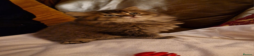 British Longhair Kitten 1