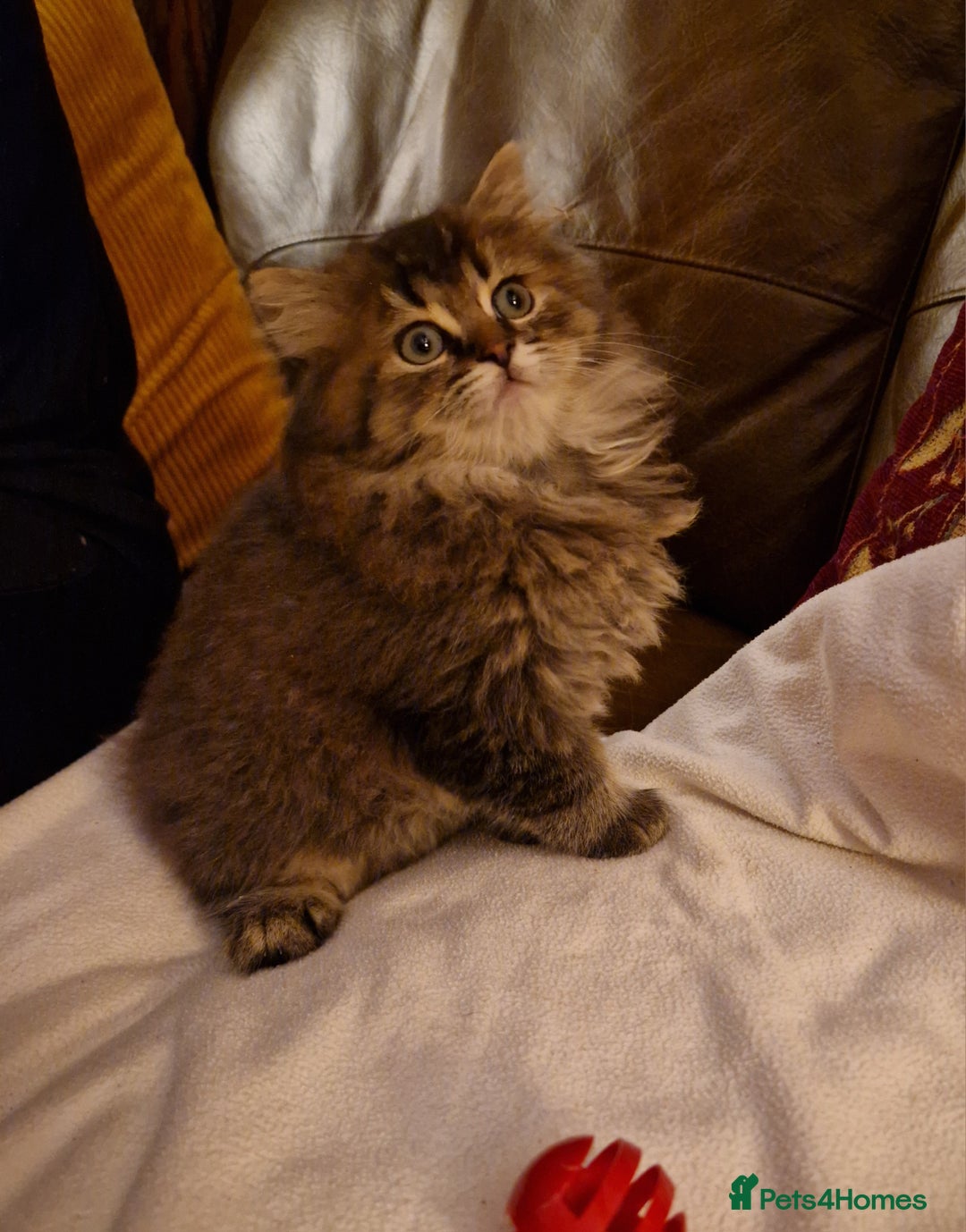 British Longhair cats for sale: Stunning kittens - Image 4