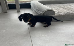 Miniature Dachshund dogs for sale: One beautiful Beautiful girl left  💜🐶  - Image 15