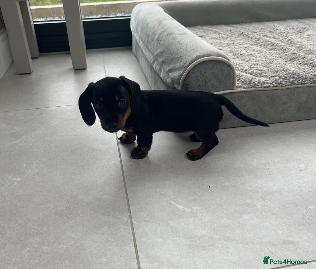Miniature Dachshund dogs for sale: One beautiful Beautiful girl left  💜🐶  - Image 15
