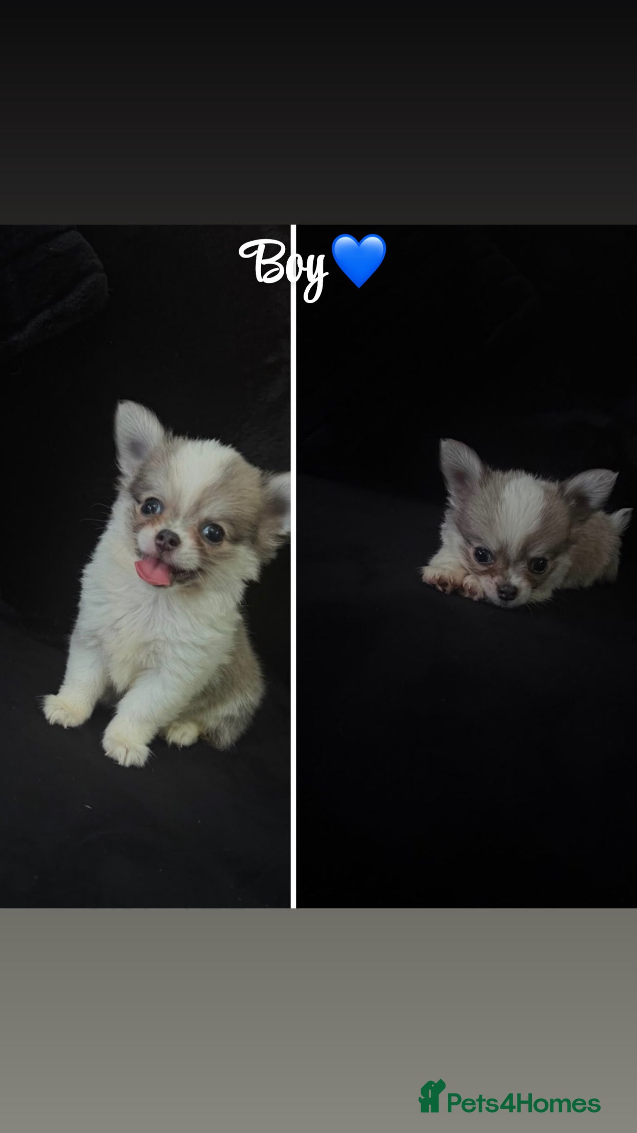 Chihuahua dogs Lovely chihuahua puppies❤️ - Advert 2