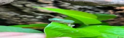 Frog reptiles for sale: Various Amphibians At Urban Exotics - Advert 6