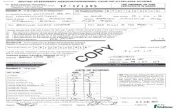 Miniature Poodle dogs for stud: KC health tested dog via POLICE K9 behaviourist - Image 8
