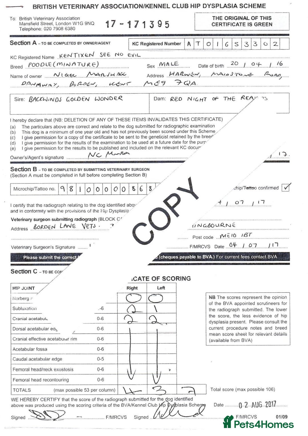 Miniature Poodle dogs for stud: KC health tested dog via POLICE K9 behaviourist - Image 8