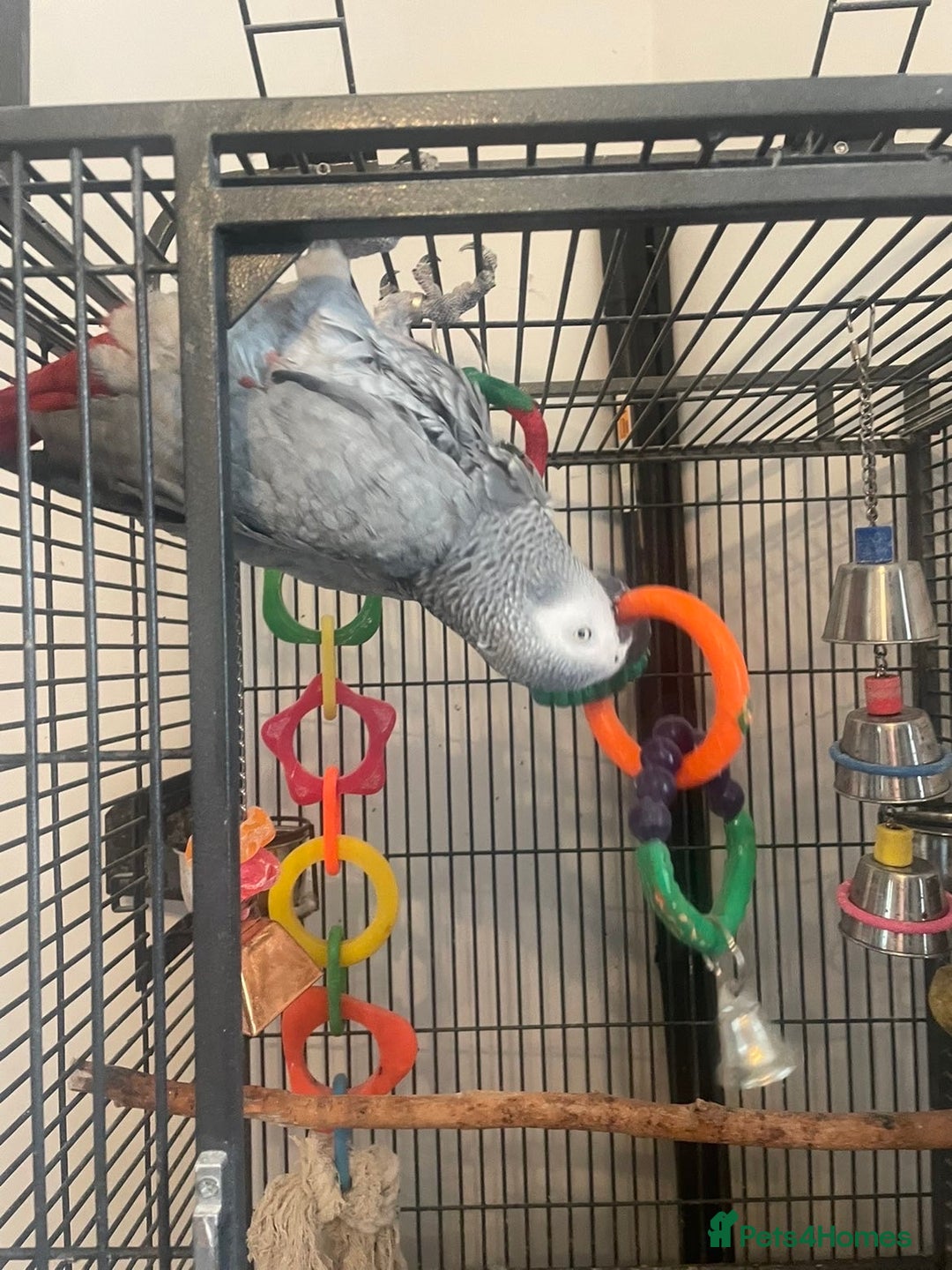 Parrots birds for sale: African grey parrot  - Image 6