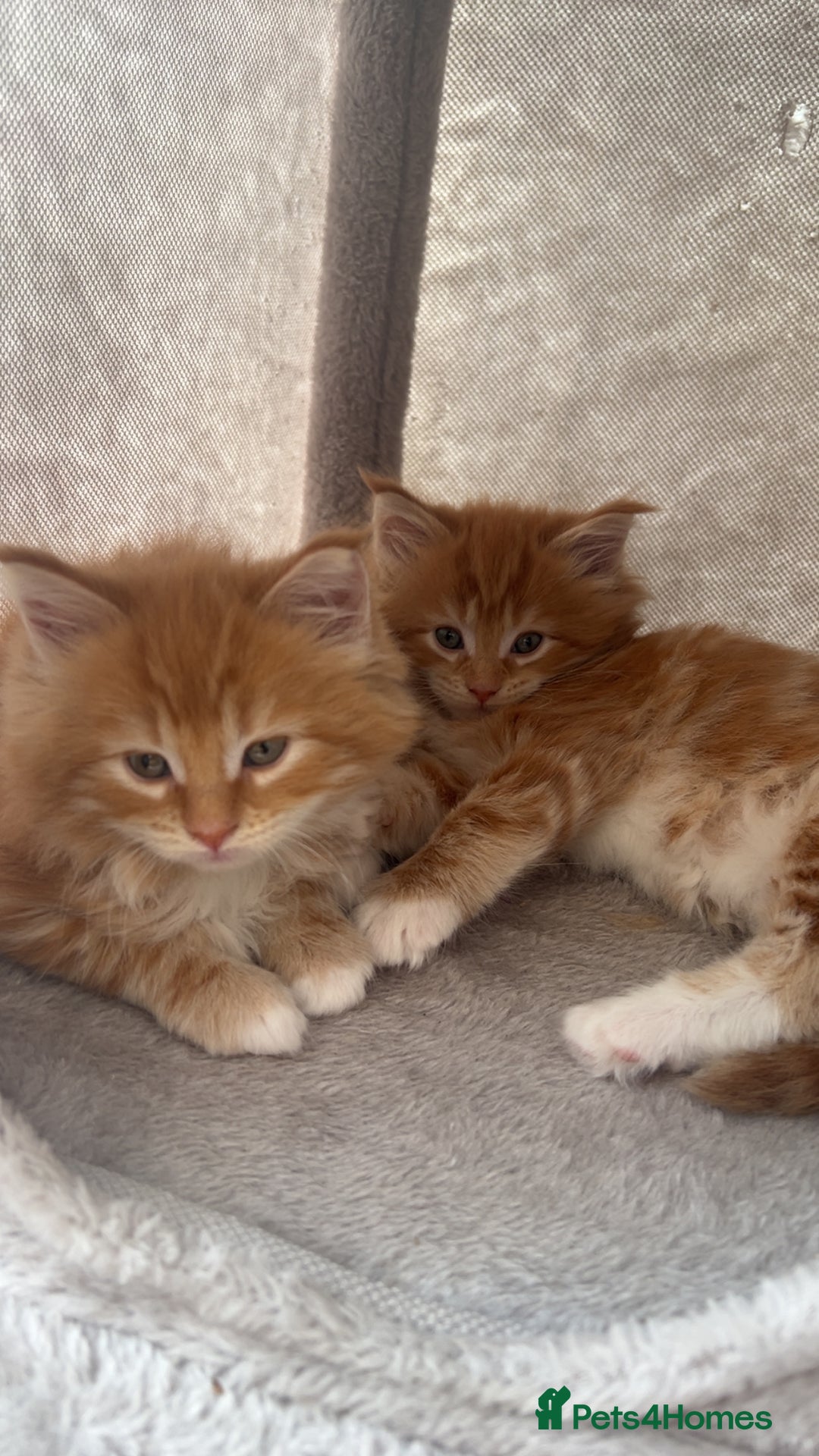Maine Coon cats for sale: Maine Coon Kittens  - Image 13