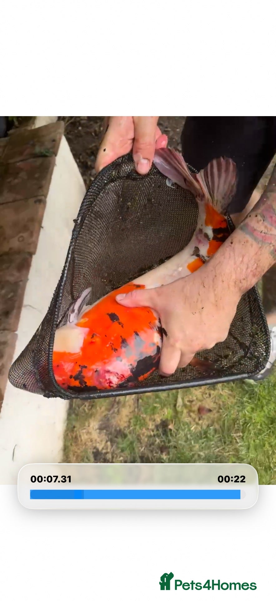 Koi Carp fish Koi carp XL  - Advert 16
