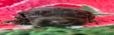 Cockapoo Puppy 2