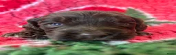 Cockapoo dogs for sale: F1 cockapoo puppies.  - Advert 6