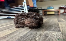 Cockapoo dogs for sale: F1b Cockapoo Puppy - 1 girl left 🐾❤️ - Advert 7
