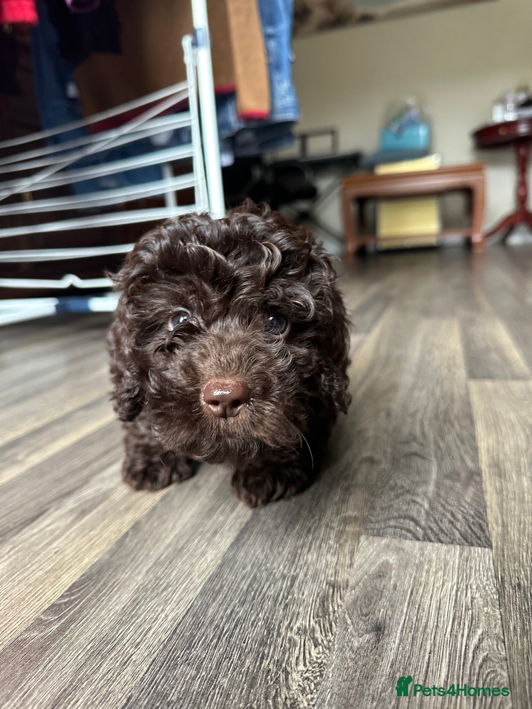 Cockapoo dogs for sale: F1b Cockapoo Puppy - 1 girl left 🐾❤️ - Advert 7