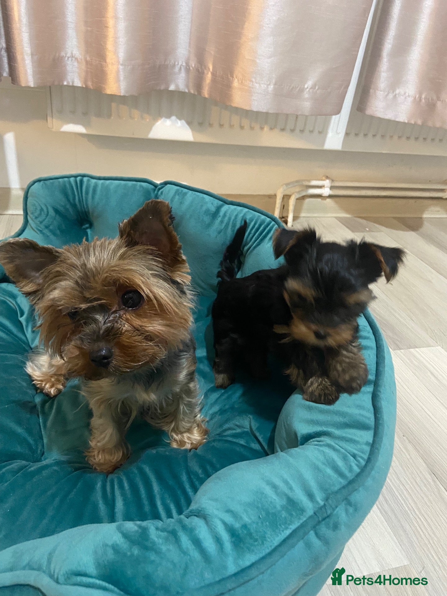 Yorkshire Terrier dogs for sale: Adorable mini yorkshire terrier puppy 🐾 - Advert 5