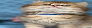 British Longhair Kitten 1