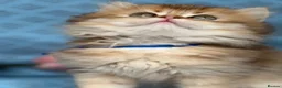 British Longhair cats for sale: British Longhair golden shaded kittens TICA - Advert 27