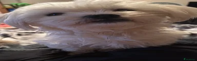 Maltese 1