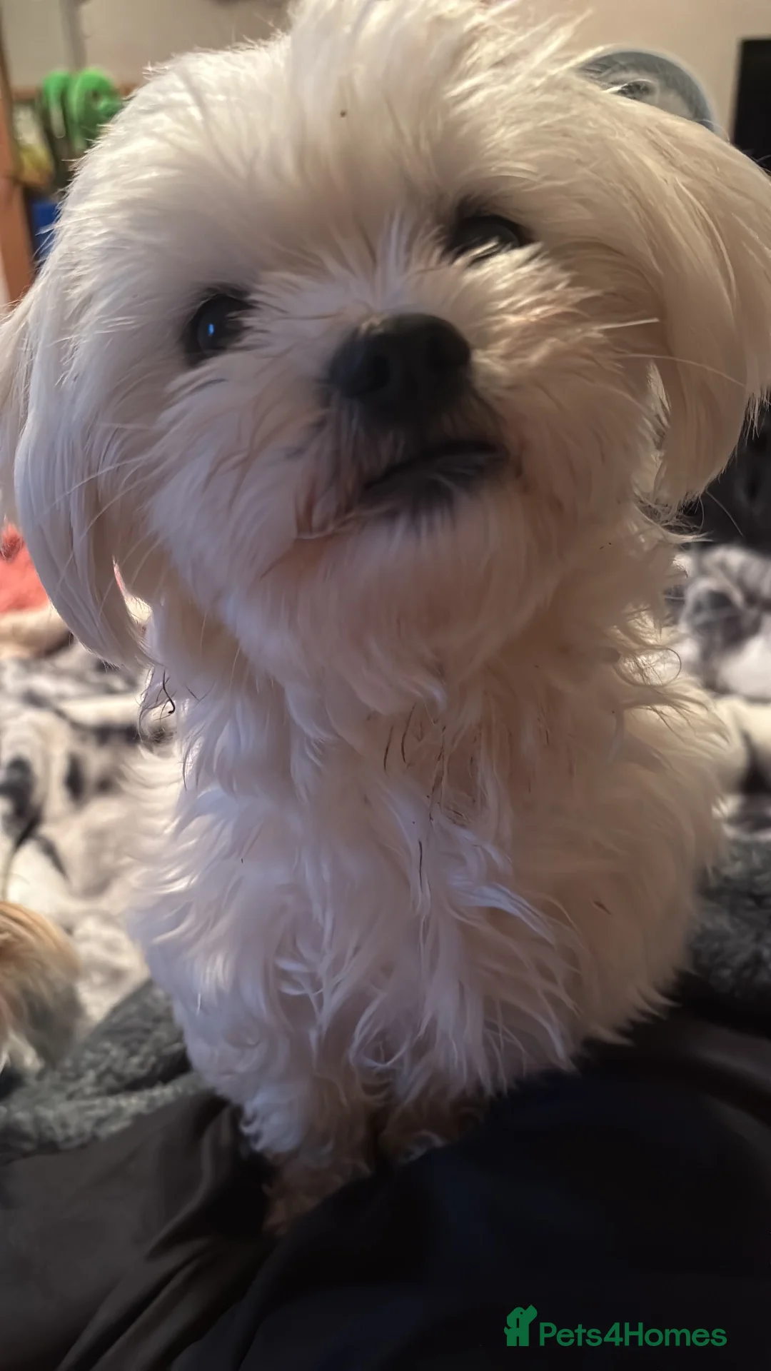 Maltese dogs for sale: Maltese girl  - Advert 2