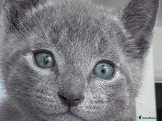 Russian Blue cats 🩵GCCF Registered Russian Blue kittens 🩵 - Advert 16
