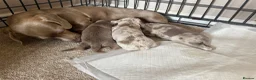 Miniature Dachshund dogs for sale: Miniature dachshund puppy  - Advert 8