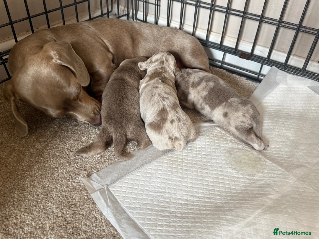 Miniature Dachshund dogs for sale: Miniature dachshund puppy  - Advert 8