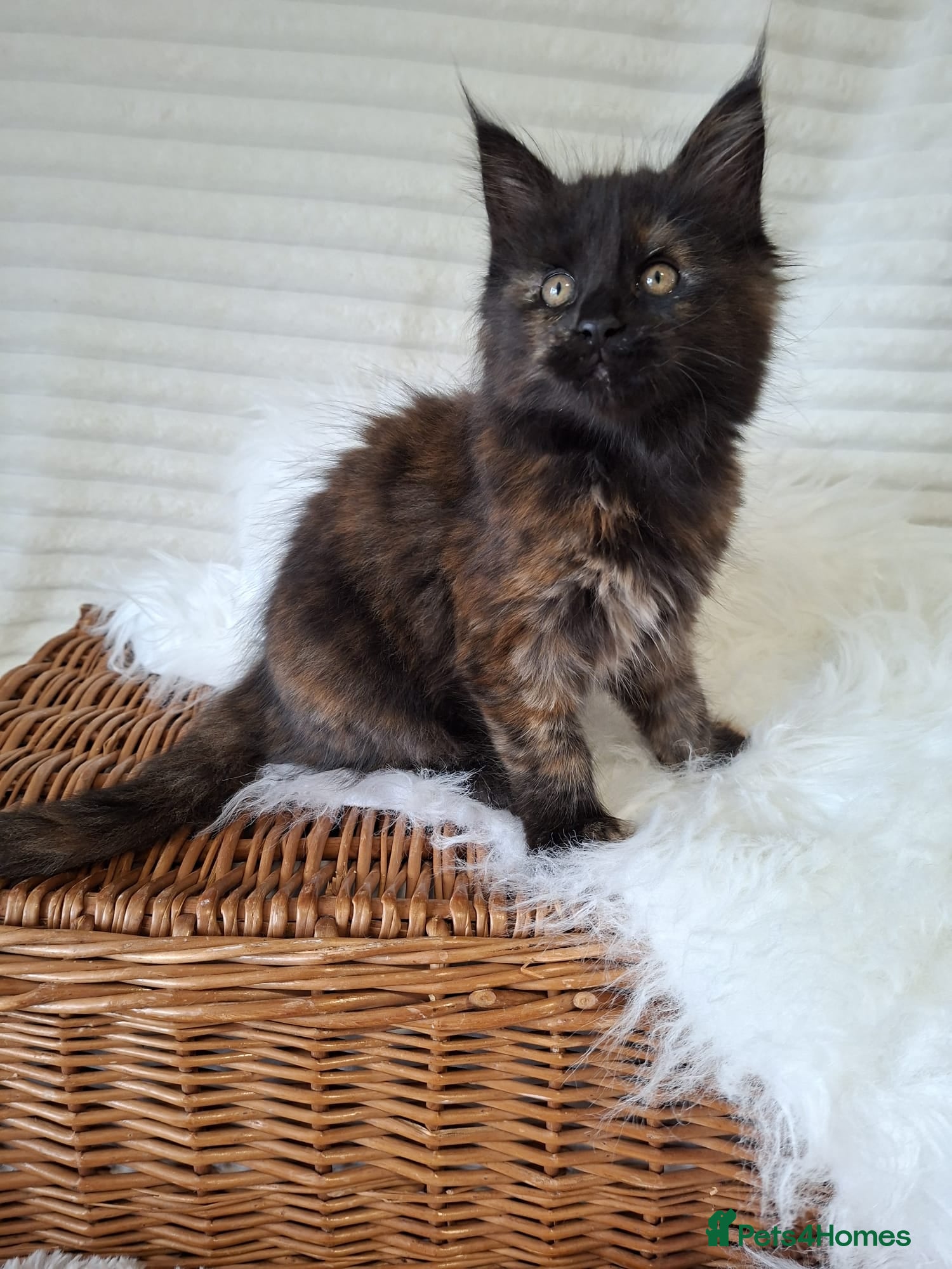 Maine Coon cats 🐾🐈‍⬛GORGEOUS 10WEEK OLD MAINE COON KITTENS🐈‍⬛🐾 - Advert 7