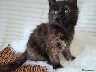 Maine Coon cats 🐾🐈⬛GORGEOUS 10WEEK OLD MAINE COON KITTENS🐈⬛🐾 - Advert 7