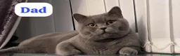 British Shorthair cats for sale: TICA registered pedigree British Shorthair kittens - Advert 3