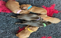 Cocker Spaniel dogs for sale: 🐶🐶🐶6 STUNNING WORKING COCKER SPANIELS🐶🐶🐶 - Image 5