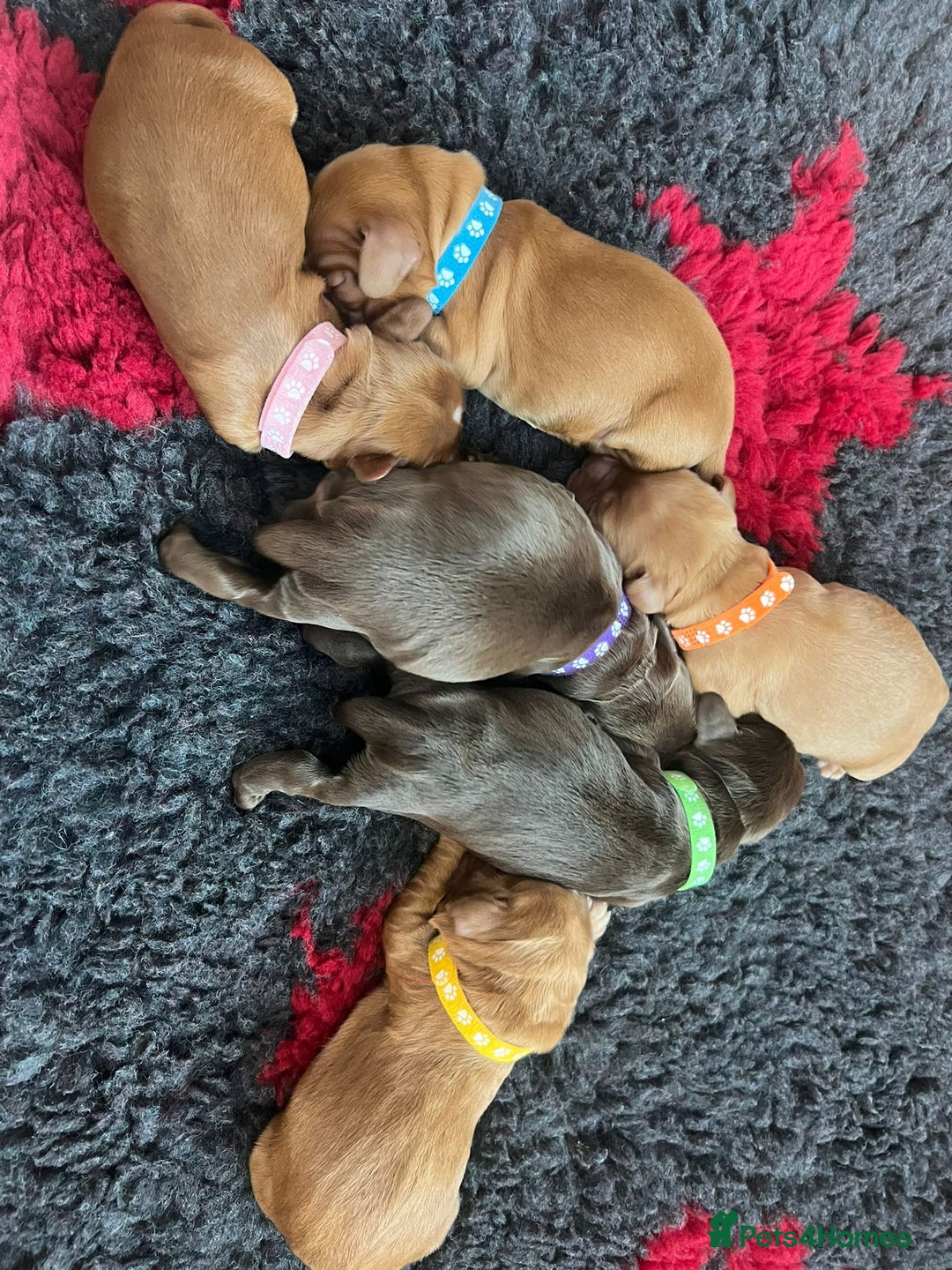 Cocker Spaniel dogs for sale: 🐶🐶🐶6 STUNNING WORKING COCKER SPANIELS🐶🐶🐶 - Image 5