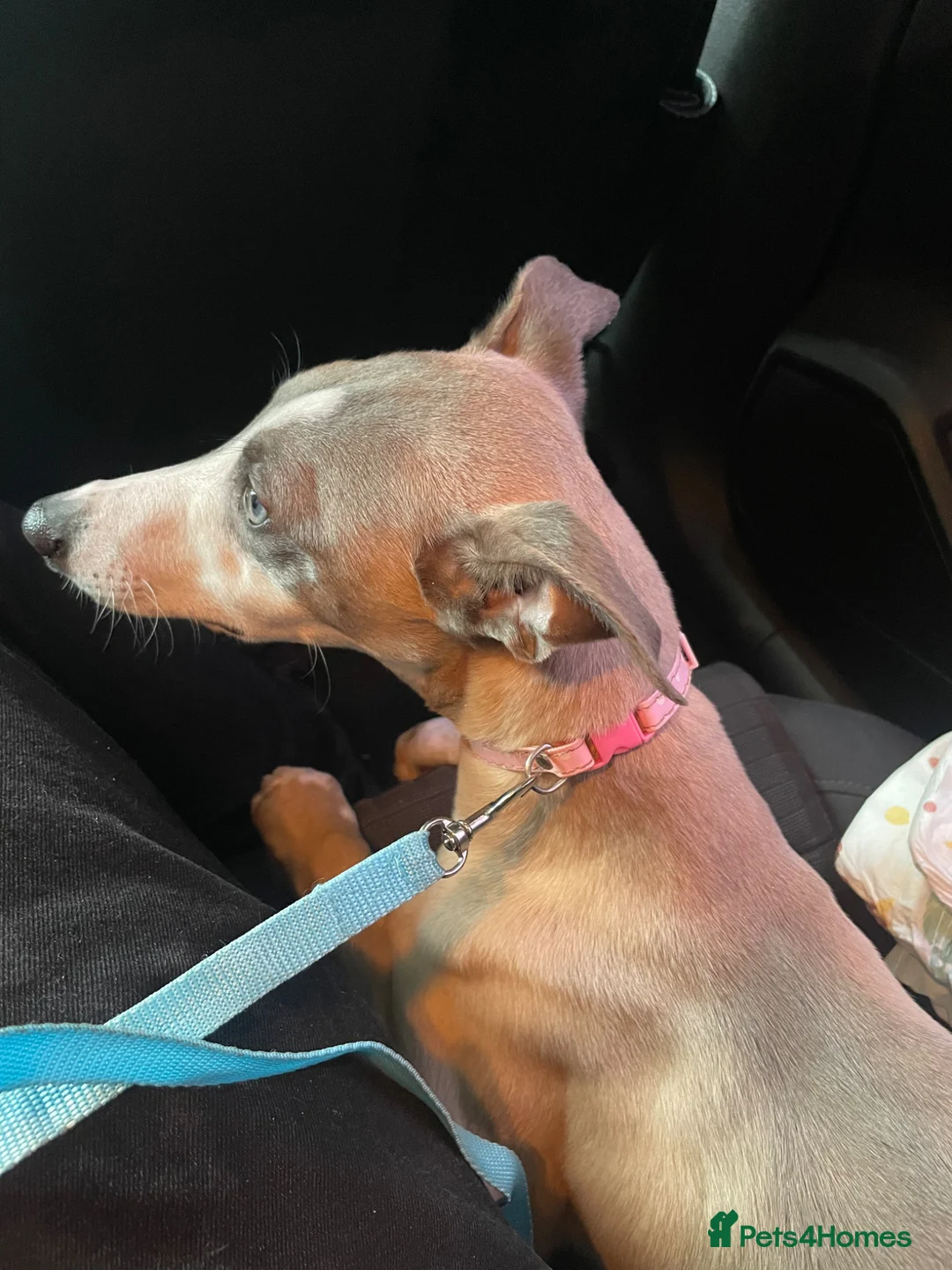 Whippet dogs for sale: Gorgeous 6 month old Male Whippet in Coventry - Advert 7