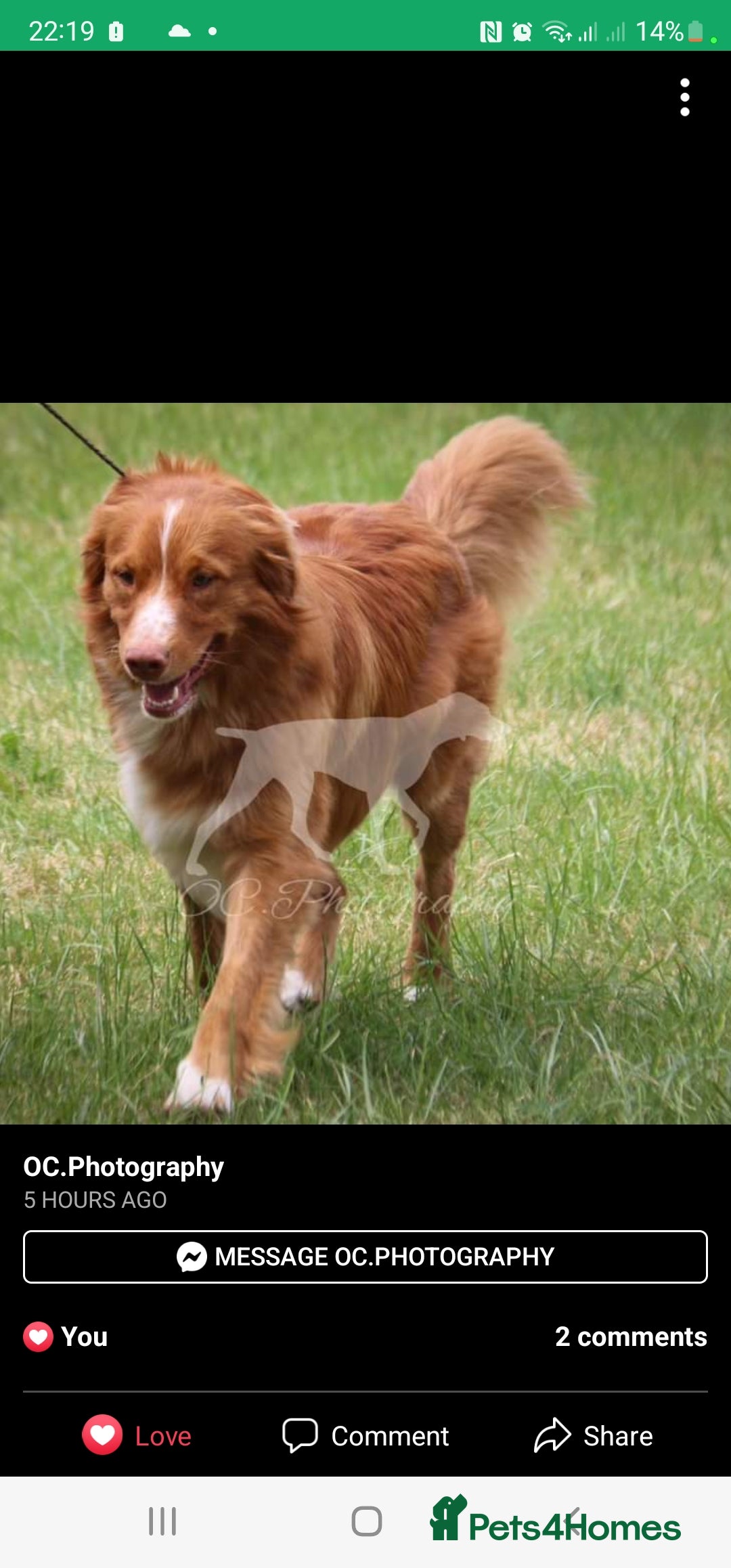 Nova Scotia Duck Tolling Retriever dogs for stud: Health Tested Toller/NSDTR Stud - Advert 6