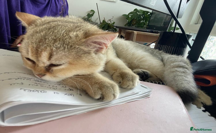 British Shorthair cats - Advert 13