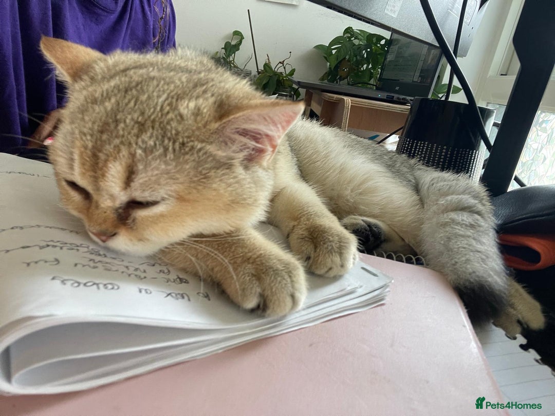 British Shorthair cats for sale: Caring, loving Pure BSH Golden Boy Available  - Image 2