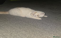 Exotic cats for sale: Stunning Rare Cream Van ESH Male - Image 10