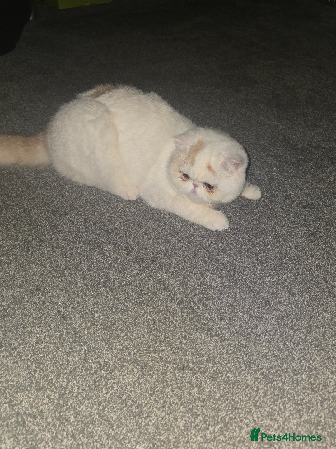 Exotic cats for sale: Stunning Rare Cream Van ESH Male - Image 10
