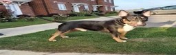 English Bull Terrier dogs for sale: 4 BEAUTIFUL ENGLISH BULLS - Advert 5