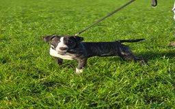 Mixed Breed dogs for sale: Wheatenbull Puppies English Bullterrier x Wheaten  in Egham - Image 3