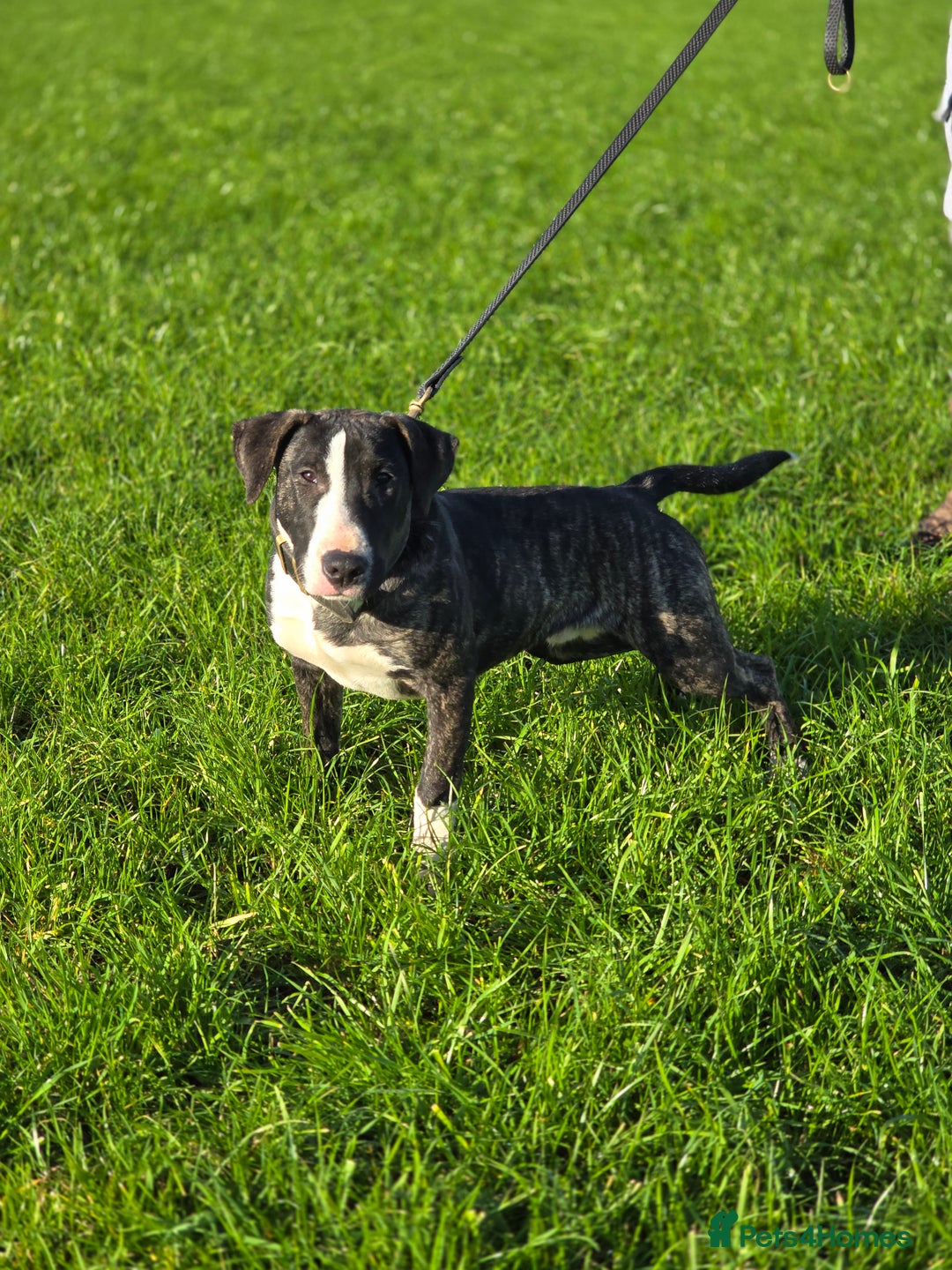 Mixed Breed dogs for sale: Wheatenbull Puppies English Bullterrier x Wheaten  in Egham - Image 3